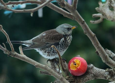 Uncategorised Archives - Irish Garden Birds