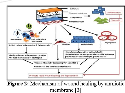 Figure 2 from Human Amniotic Membrane : Hope in Periodontal ...