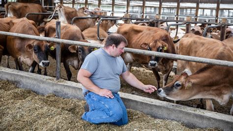 Farm Cows