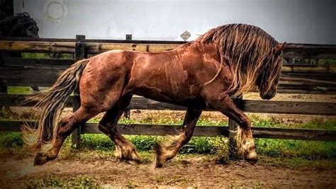 Only KFPS chestnut Friesian stallion in the USA | Friesian stallion ...