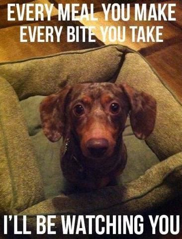 The Best Dachshund Memes Ever!