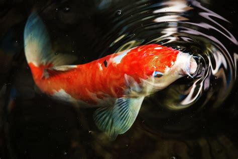 Live Koi Fish 4K Wallpapers - Top Free Live Koi Fish 4K Backgrounds ...