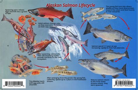 Alaskan Salmon Lifecycle Card – Franko Maps