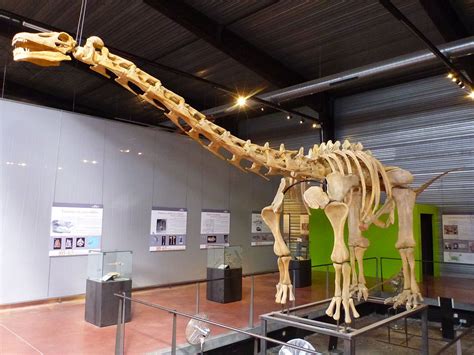 1280px-Ampelosaurus_mount_3.JPG (1280×960) - Musée des dinosaures, Esperaza, France. Dinosauria ...