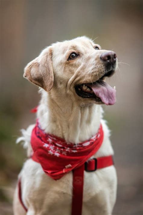 Adorable Purebred Labrador Retriever Stock Image - Image of breed, white: 108918153