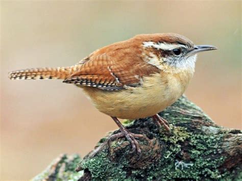 Carolina Wren Nesting at Fort Frederica - Sharing Horizons