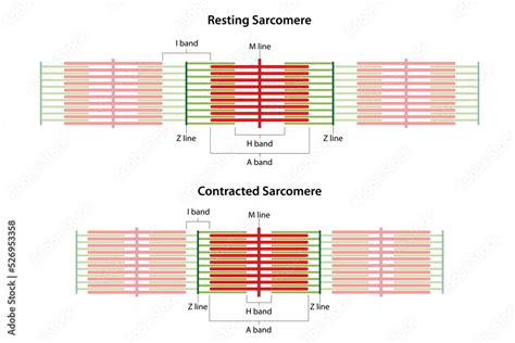 Sarcomeres in different functional stages: resting and contracted. Sarcomere showing the ...