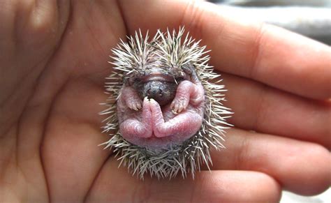 8 Adorable Reasons Why I Must Have A Pet Baby Hedgehog. Now. - Scout