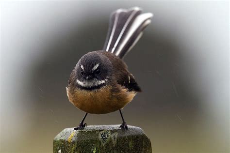 South Island Fantail : Birding NZ