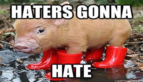 15 Very Funny Pig Memes | Funny pig pictures, Funny pigs, Funny animals with captions