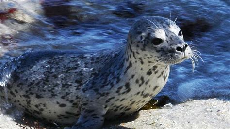 Harbor seal pupping season is underway in the Monterey Bay