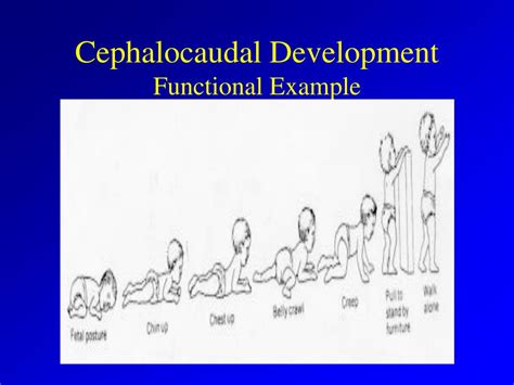 PPT - Principles of Physical Development PowerPoint Presentation, free download - ID:6554896