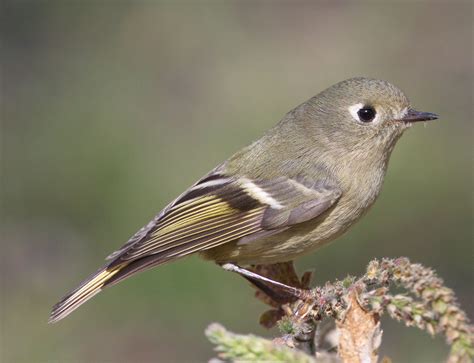 Ruby-crowned Kinglet | San Diego Bird Spot