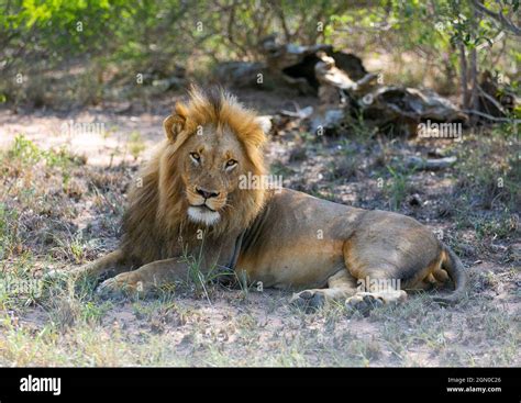 Wild lion in the natural habitat. Safari in Africa Stock Photo - Alamy