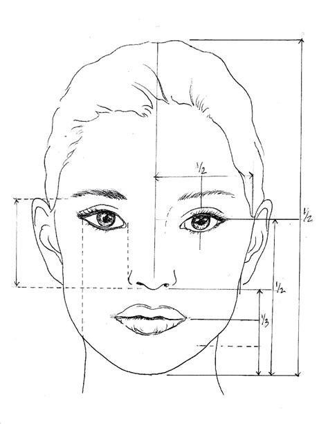 Face Proportions Drawing