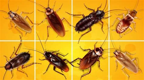 8 Types of Roaches with Pictures: A Pest Identification Guide - Cockroach Facts | Cockroaches ...