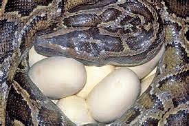 Internal Fertilization: Oviparity, Ovoviviparity and Viviparity