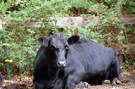 Calving Signs - Being Ready to Assist - Countryside