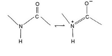 What is a Polypeptide Chain - Definition, Types (Bond) and Examples