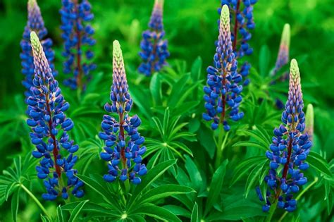 Native Blue Lupine: Plant Care & Growing Guide