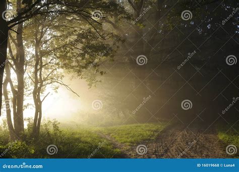 Sunrise in the woods stock photo. Image of forest, landscape - 16019668