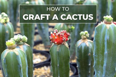 How to Graft a Cactus Plant | Cactus Grafting Guide - Succulents Box