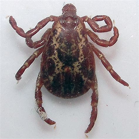 American Dog Tick - Dermacentor variabilis - BugGuide.Net