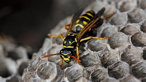 Wasp Stings: Treatment, Allergic Reactions, Home Remedies, and Pictures | Everyday Health