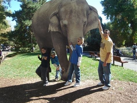 Denver Zoo - Denver, CO - Kid friendly activity reviews - Trekaroo