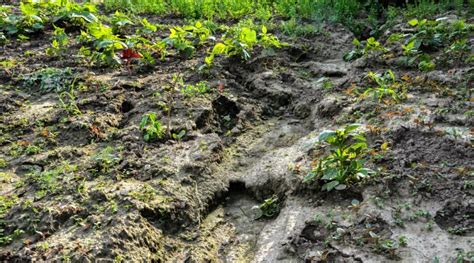 10 Tips For Preventing Soil Erosion in Your Garden