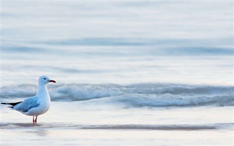 Beach Birds Wallpapers - Top Free Beach Birds Backgrounds - WallpaperAccess