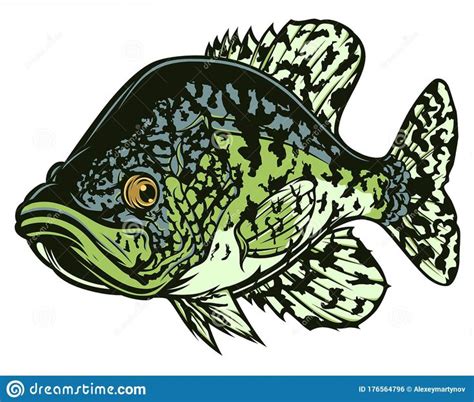 Illustration about Drawing black crappie fish. Freshwater fish isolated on white background ...