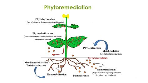 Hyper-accumulator Plants for Soil Detox - Civilsdaily