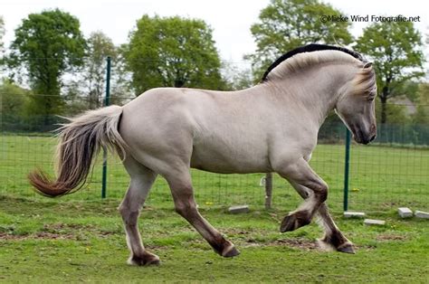 gra hengst @ fotoshoot • Bokt.nl | Mooie paarden, Paarden, Fjordenpaard