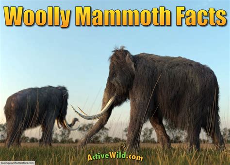 Woolly Mammoth Facts For Kids & Adults: Meet A Famous Ice Age Animal