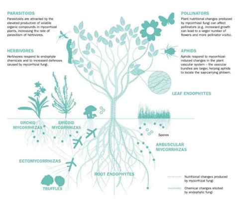 Kew publishes its State of the World's Fungi report « Botany One