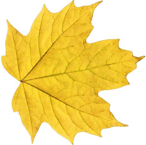 Yellow Maple Leaf transparent PNG - StickPNG