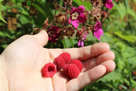 How to Grow Thimbleberries ~ for Food and Medicine