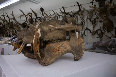 MCZ Hippo Skull | News | The Harvard Crimson