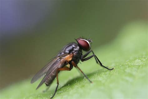 La mosca negra se expande por España: Los peligros para los animales