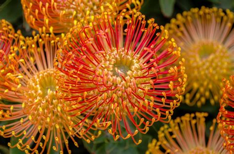 Orange Pin Cushion Flower by Pamelabole - VIEWBUG.com