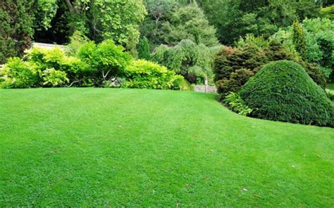 Lawn Care For Beginners: How To Grow A Green Yard