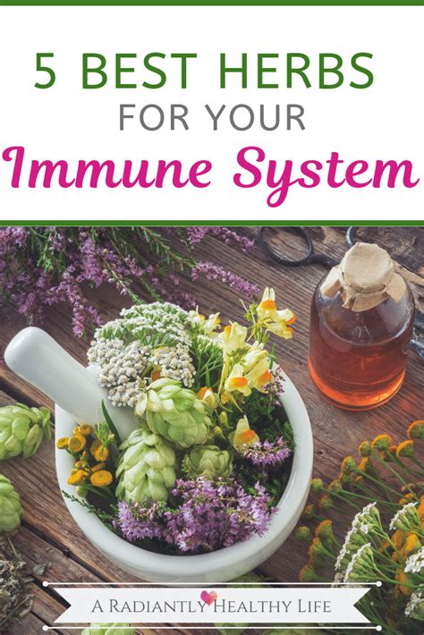 5 Herbs To Support A Healthy Immune System - A Radiantly Healthy Life ...