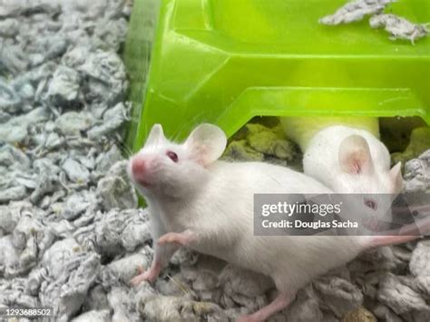 27 Rat Cage Wheel Stock Photos, High-Res Pictures, and Images - Getty ...