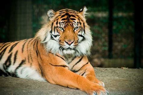 Bali Tiger...extinct 1937. 'Shot by a sportsman.' This was followed by extensive hunting of this ...