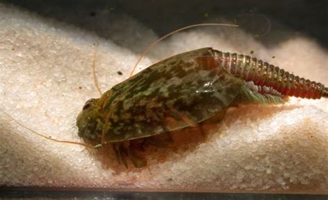 Triops, The 350 Million Years Old Species - For Fum And Interesting Articles | Feafum