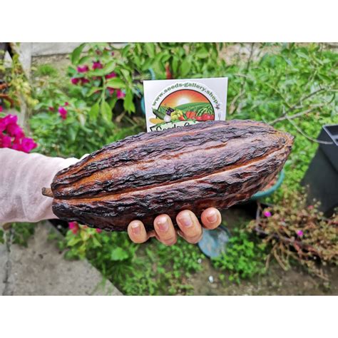 Cacao Tree Seeds (Theobroma cacao) - Price €4.00