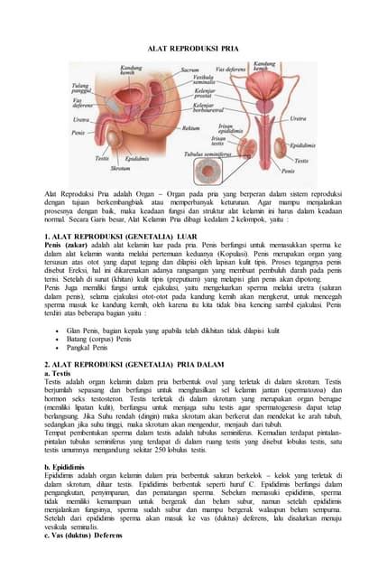 Gejala penyakit pada alat reproduksi manusia