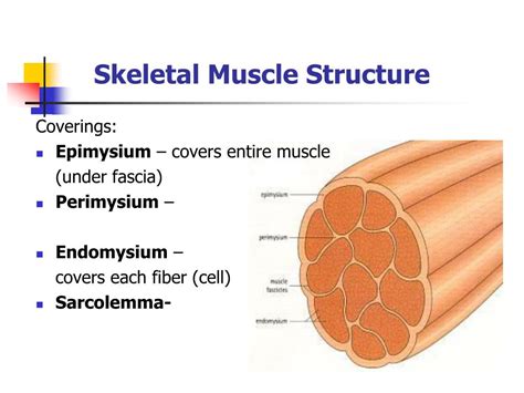 PPT - Chapter 9 The Muscular System PowerPoint Presentation, free download - ID:4045886