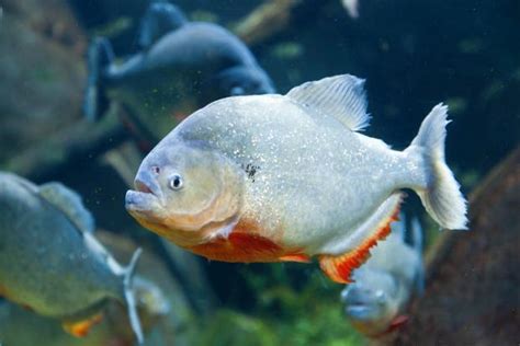 Piranhas in the Godavari: How invasive species are wreaking havoc